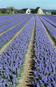 Hyacinths: Hyacinth Flowers being cultivated