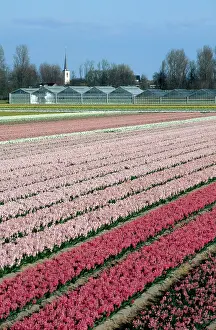Hyacinths: Hyacinth Flowers being cultivated
