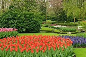 Hyacinth: Hyacinth flowers and tulips in garden, Keukenhof
