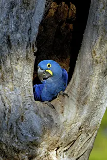 Reservation: Hyacinth, hyacinth macaw (Anodorhynchus hyacinthinus)