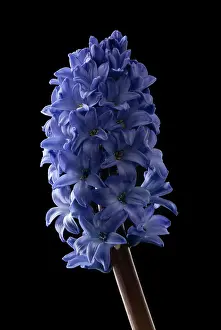 Hyacinthus: Hyacinth, Hyacinthoides orientalis Blue pearl, single stem