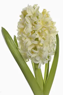 Hyacinth: Hyacinth, Hyacinthus, Single open cream flower head