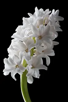 Hyacinthus: Hyacinth, Hyacinthus, Side view of a single white