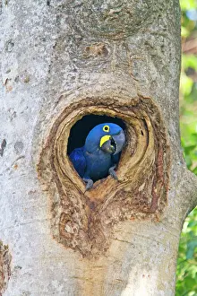 Anodorhynchus: Hyacinth Macaw