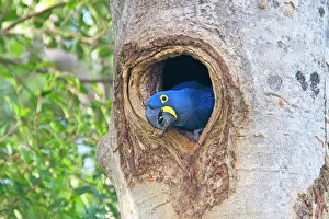 Anodorhynchus: Hyacinth Macaw