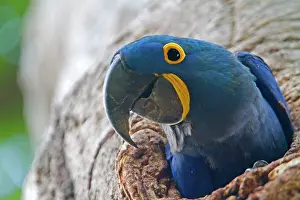 Anodorhynchus: Hyacinth Macaw
