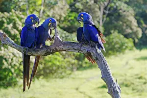Anodorhynchus: Hyacinth Macaw