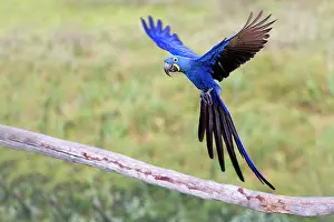 Hyacinthus: Hyacinth Macaw