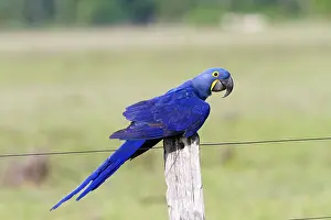 Hyacinthus: Hyacinth Macaw