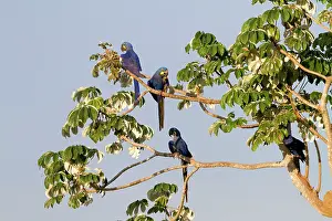 Hyacinthus: Hyacinth Macaw