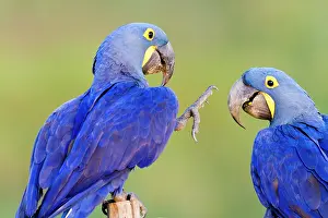 Hyacinthus: Hyacinth Macaw