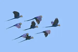 Hyacinthus: Hyacinth Macaw