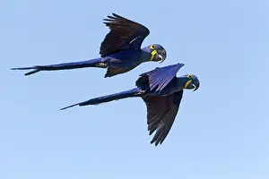 Hyacinthinus: Hyacinth Macaw