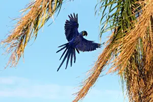 Hyacinthinus: Hyacinth Macaw