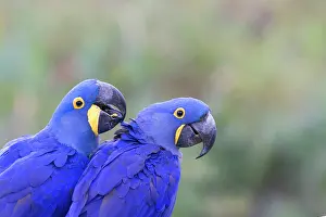 Hyacinthinus: Hyacinth Macaw