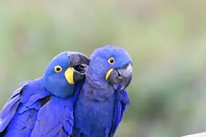 Hyacinthinus: Hyacinth Macaw