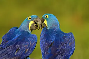 Hyacinthinus: Hyacinth Macaw