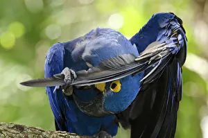 Hyacinthinus: Hyacinth Macaw