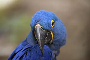 Hyacinthus: Hyacinth Macaw