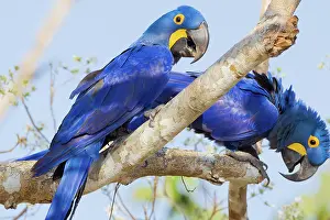 Psittacine: Hyacinth Macaw