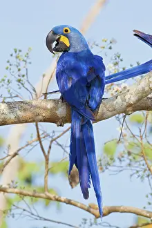 Psittacine: Hyacinth Macaw
