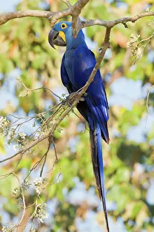 Psittacine: Hyacinth Macaw