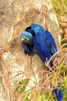 Hollow: Hyacinth Macaw