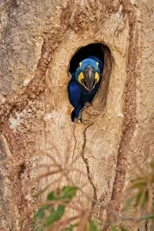Hollow: Hyacinth Macaw