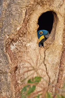 Hollow: Hyacinth Macaw