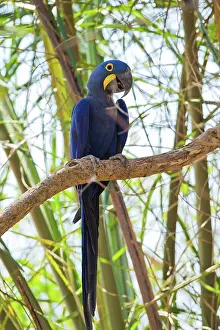 Psittacine: Hyacinth Macaw