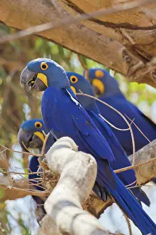 Psittacine: Hyacinth Macaw