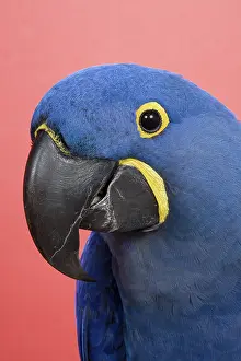 Psittacinae: Hyacinth Macaw