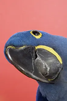 Psittacinae: Hyacinth Macaw