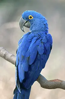 Hyacinthinus: Hyacinth Macaw