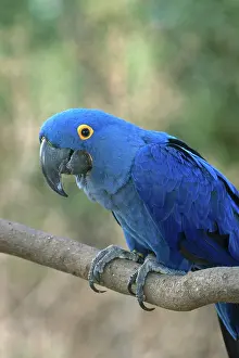 Hyacinthinus: Hyacinth Macaw