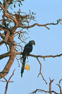 Hyacinthinus: Hyacinth Macaw