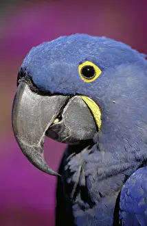Hyacinthinus: Hyacinth macaw