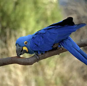 Macaws: Hyacinth Macaw