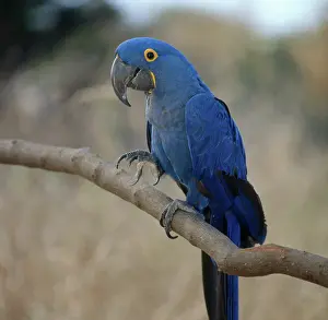 Macaws: Hyacinth Macaw