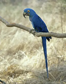 Macaws: Hyacinth Macaw