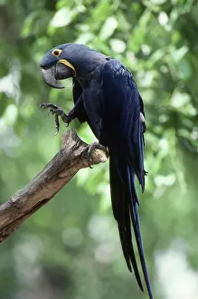 Hyacinthinus: Hyacinth Macaw