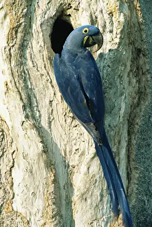 Hyacinthinus: Hyacinth Macaw