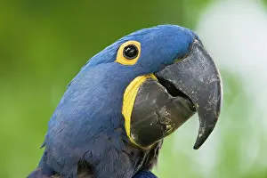 Hyacinthinus: Hyacinth Macaw