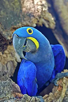 Hyacinthinus: Hyacinth Macaw adult at the entrance of the cavity