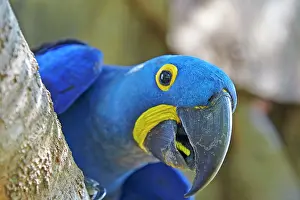 Hyacinthinus: Hyacinth Macaw adult at the entrance of the cavity