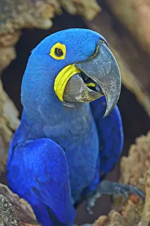 Hyacinthinus: Hyacinth Macaw adult at the entrance of the cavity
