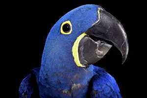 Hyacinthinus: Hyacinth macaw (Anodorhynchus hyacinthinus), Brazil