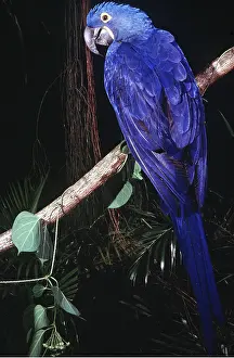 Hyacinth: HYACINTH MACAW - on branch