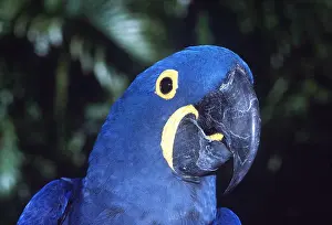 Hyacinth: HYACINTH MACAW - close-up
