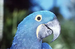 Hyacinth: HYACINTH MACAW - close-up